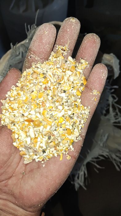 Кукуруза Сечка ( Высшего качества сухая 12%)