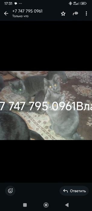 Кушік , мысық, марғаулар бар тегін