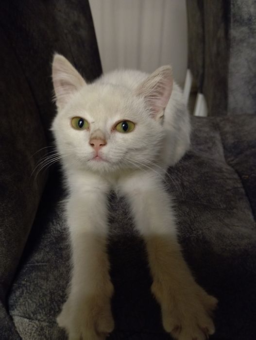 Отдам котиков в добрые руки