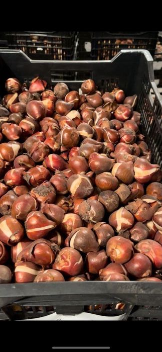 лукавицы тюльпана