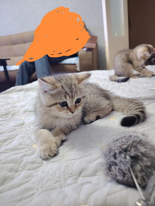 Котята британской шиншиллы