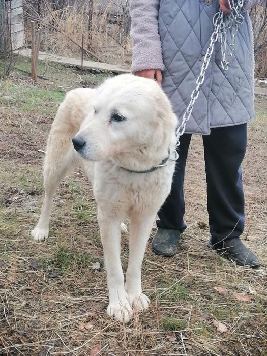 Собачки в добрые руки!