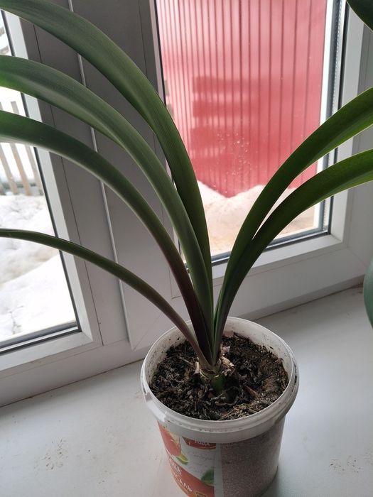 Красный амариллис