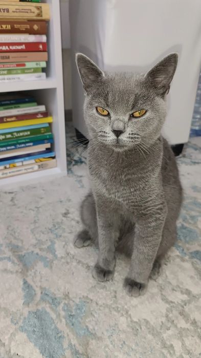 Scottish straight 6 oylik