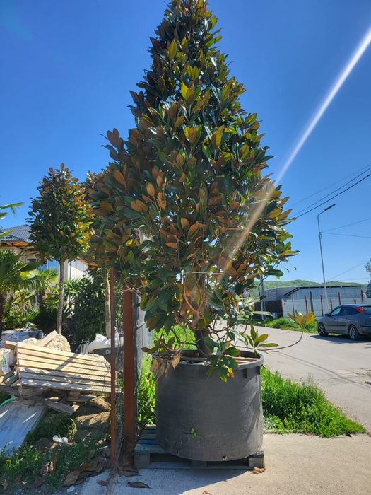 Palmieri măslini artari plante exotice