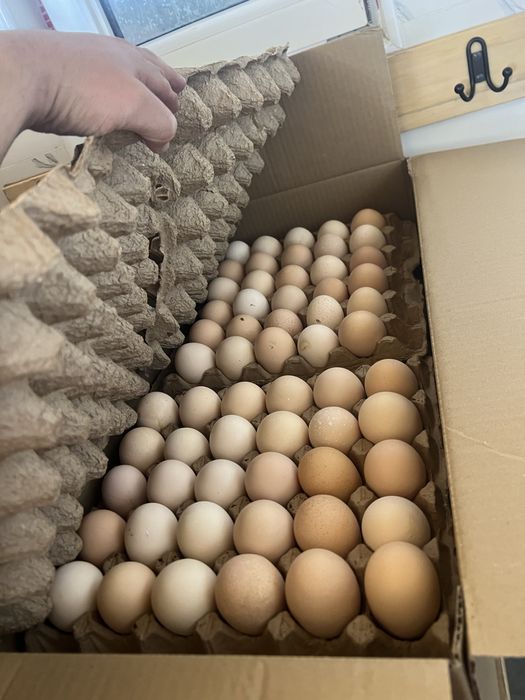 Инкубационный яйцо