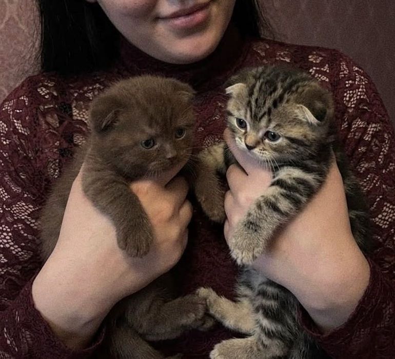 Вислоушки скоттиш фолд