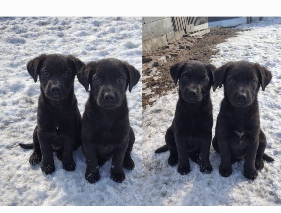 Родословные Лабарадоры