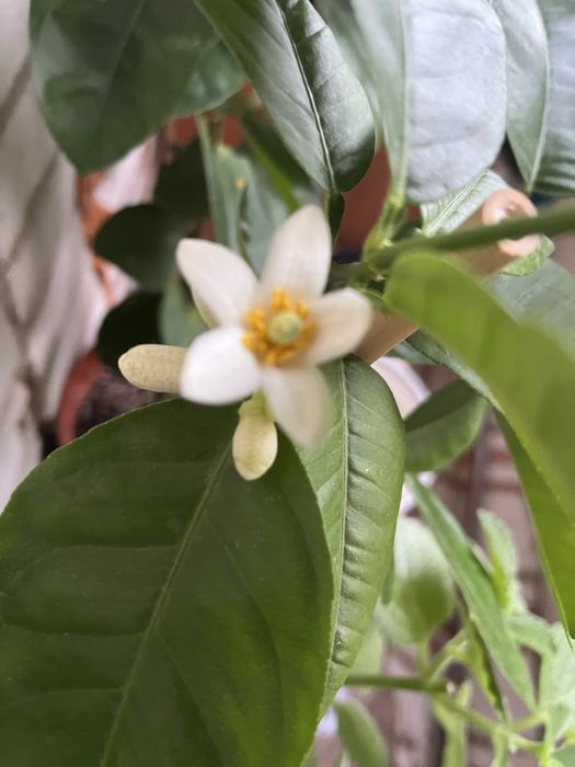 мандарин и лимон привитый от плодоносящего дерева