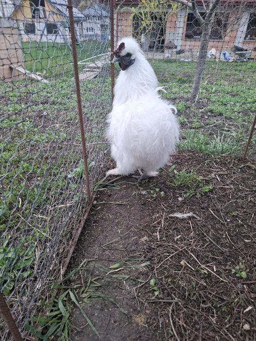 Cocoș mătase japoneză