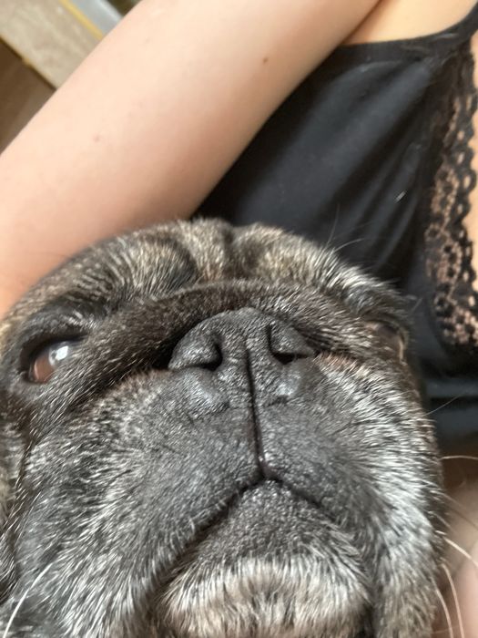 mops pops для вязки