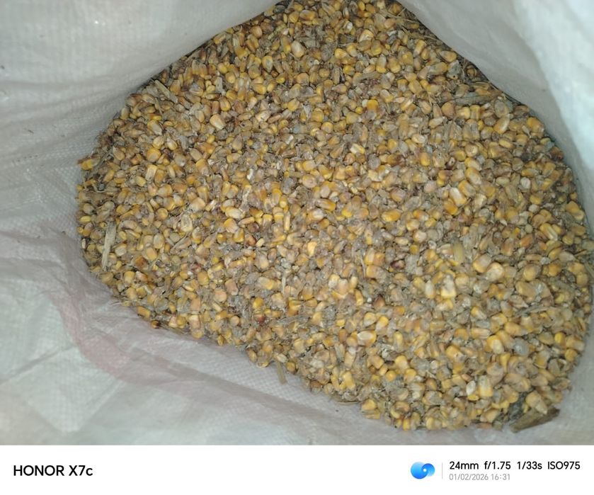 Жүгері. Кукуруза