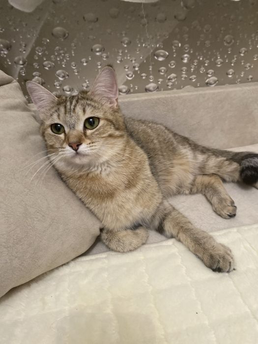 Кошка серая девочка