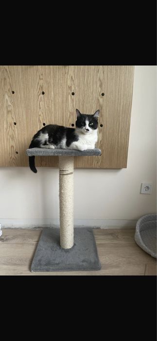 Кошка в добрые руки