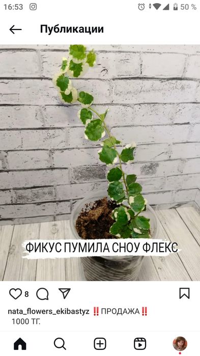 Продам фикусы сортовые.