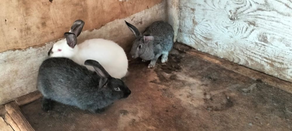 Продам кроликов.