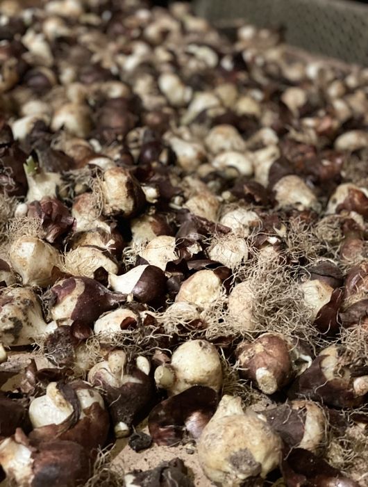 Луковицы тюльпаны по 10тг акция