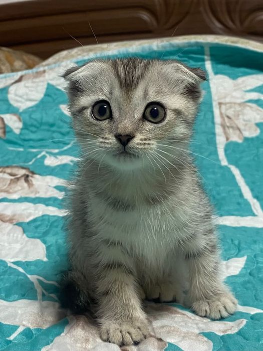 Продам шатланскую девочку