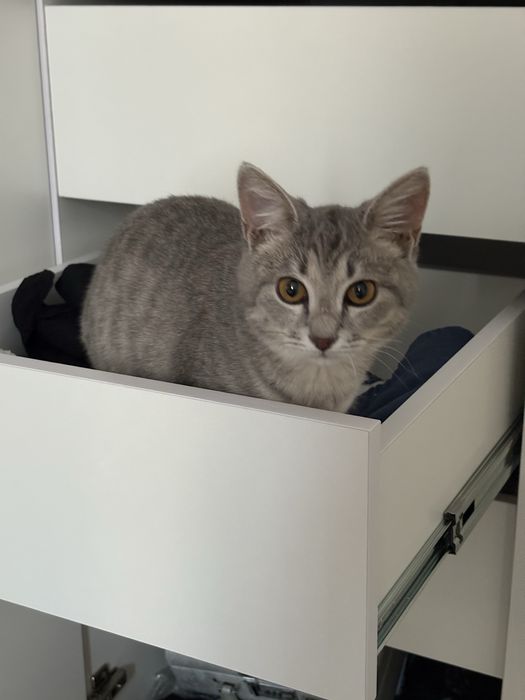 Отдам кота в добрые руки