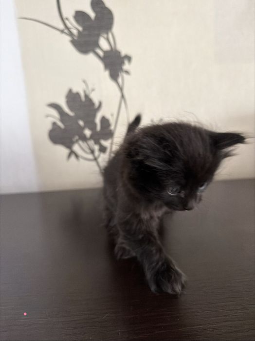 Продам породистых котят