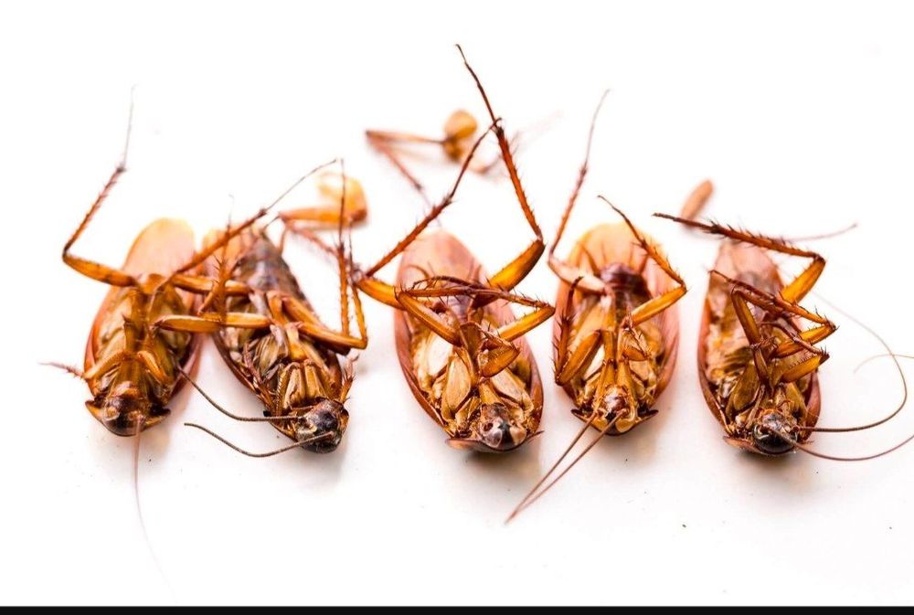 |Dizinfekciya| | Deratizaciya| | Dezinsekciya |