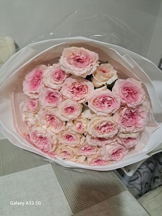 Цветы розы Алматы