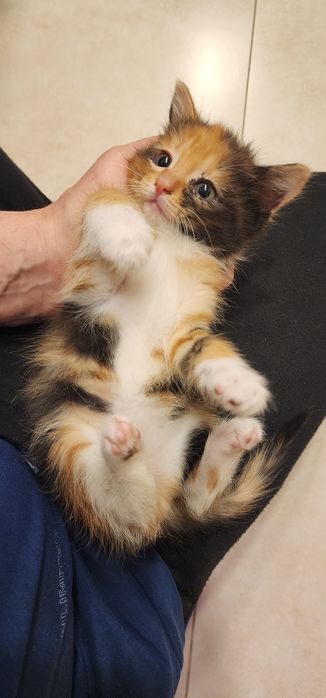 Отдам 3 котят в хороший руки