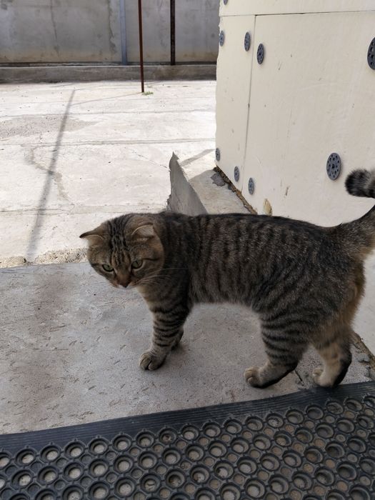 Отдам кота в добрые руки