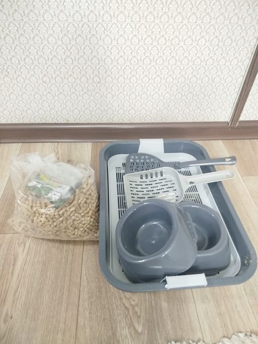 Котенок девочка