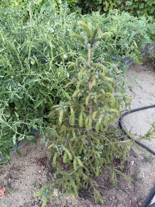 Продам ели, высотой от 1 до 2х метров