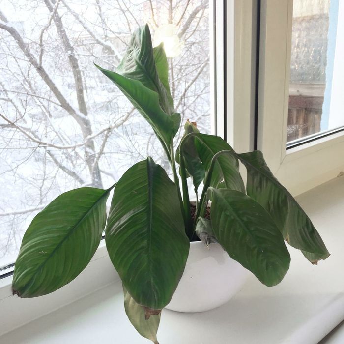 Цветы комнатные в