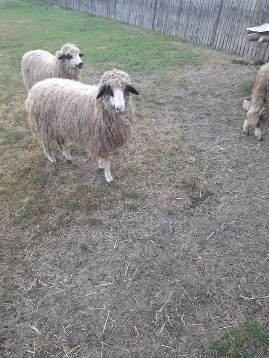 Vând 2 mielute și un berbecuț mielutele sunt gemene fatate din oaie care face 2 miei