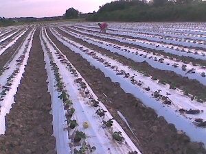 Folie mulcire ALB-NEGRU 30micr, 1.2x500=440lei; 1.4x500=500lei, Neperf