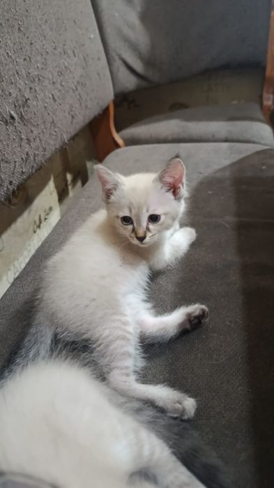 Продам котят антистресс