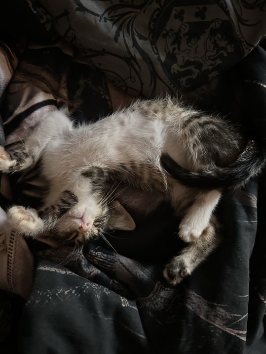 Подарявам 3 котенца