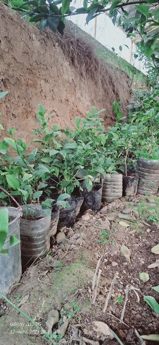 Limon kochatlar sotiladi