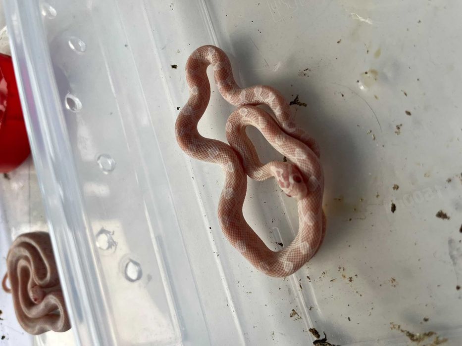 Corn snake pui si o femela de un an