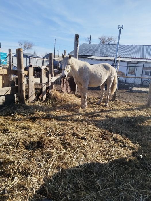 Бұаз бие сатылады семиз