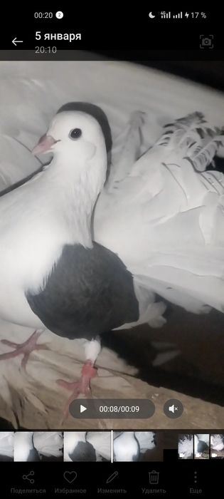 Голуби декоративные