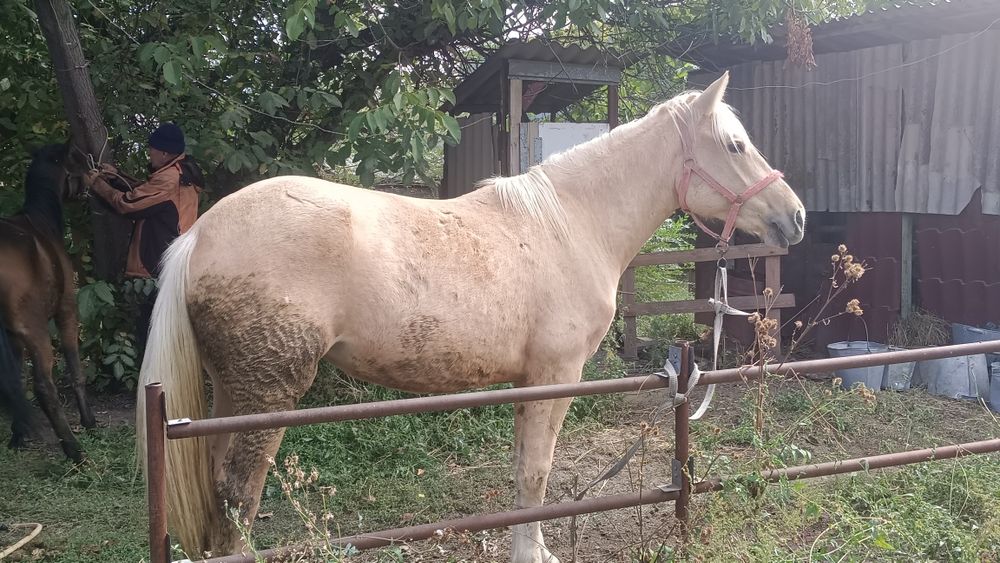 Продам кобылу 4-х летка