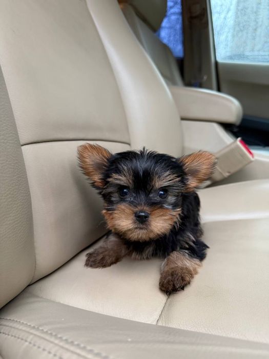 Щенки Йорк (йоркширский терьер)