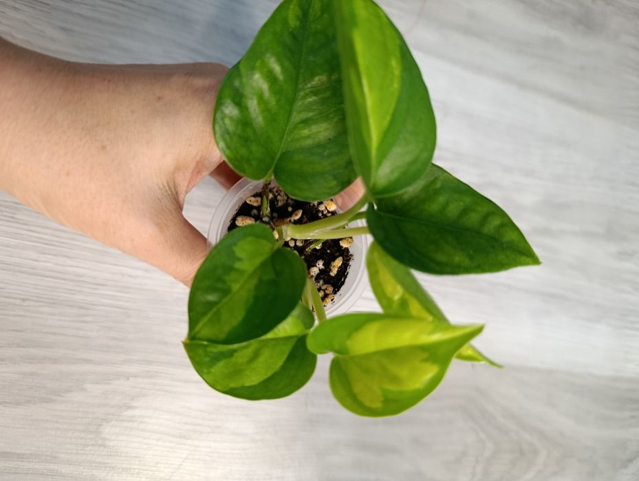 Продам сциндапсусы эпипремнумы филодендрон