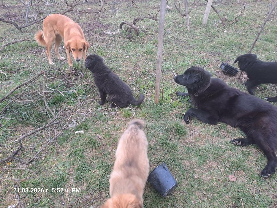 Подарявам кученца