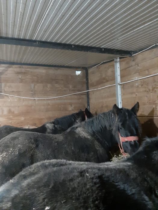 Vând 3 cârlane de 2 ani jumatate