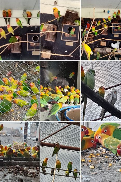 Vind Porumbei  Rotati și papagali agaponis