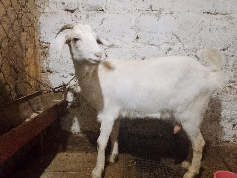 Козы перво котки