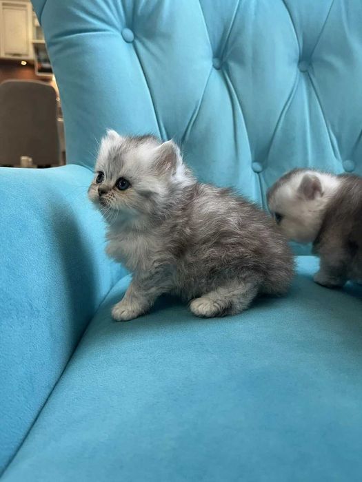 Котята Британские длинношерстные (хайленд)