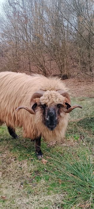 Berbec a doua mârlire