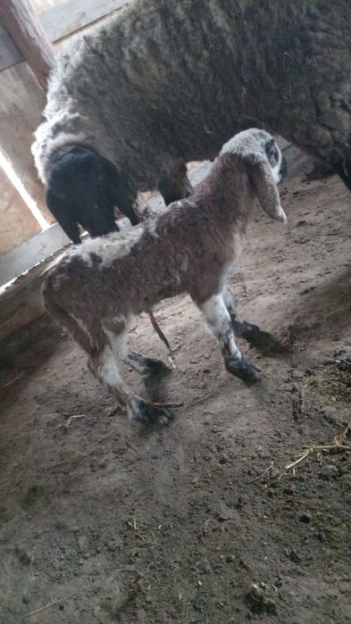 Berbec bergamasca/sârbesc