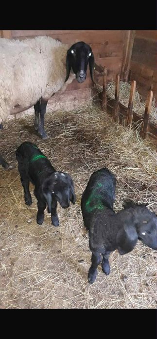 Oi (țigaie sârbească)